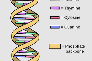 The Process Of CRISPIR Explained Simply in X minutes