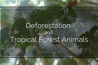 How Deforestation Drastically Harms Tropical Forest Animals