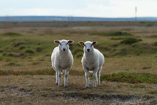 Pair of sheep stood looking at the camera in a field of grass