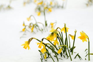 Yellow wilting flowers push through April snow facing an uncertain future