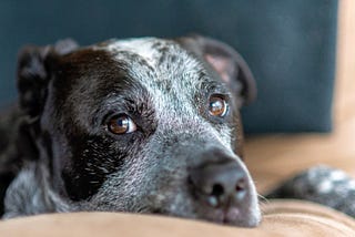 a middle-aged pitbull god gazing into the camera