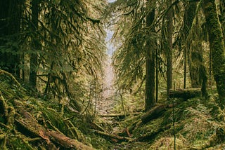 How to take a 10 second forest bath