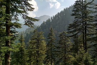 Himalayan Cedar