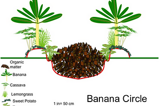 Nature’s way of composting- Banana papaya circles
Banana-papaya circle is one of most potent and…