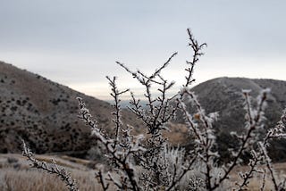 Hoar frost on bare limbs in the hills above Boise, Idaho. Photo by Jeffery Oliver.