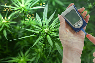 Cannabis develop their effects by altering the concentrations of cannabinoids such as THC and CBD, as well as terpenes.