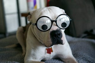 Dog wearing glasses with googly eyes.
