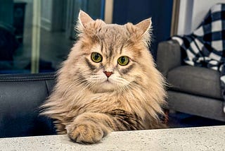 Fine and Furry Friends Come in All Shapes and Sizes