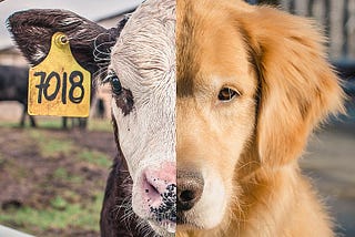 Is God Speciesist?