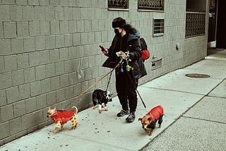 A woman walking 3 dogs while using her phone