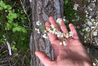 Max’s  left hand hovers above a log in the forest and is holding a small white wildflower.