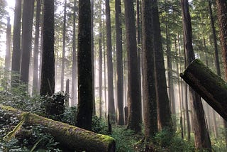 Douglas-fir