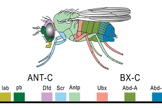 Structure Encoding in DNA — What is the Junk DNA used for?