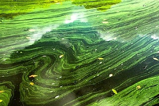 Synthetic biologic will not fuel the planet (yet): Algae in the race for cleaner energy