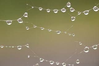 photo of a spider web with droplets looking like a node tree