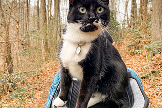 Adventure Cat 101: What To Know Before You Take Your Cat Outside