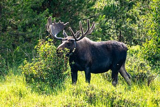 Fun Facts About North American Mammals — Moose