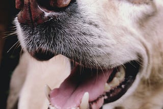 Why is my Dog Drooling and Slobbering, and Is it Healthy?