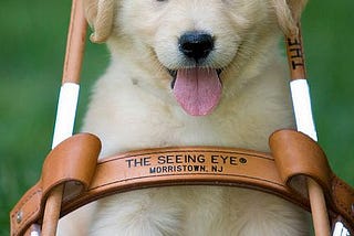 Picture of a golden retriever puppy sitting with its head sticking through a Seeing Eye harness.