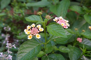 Brooklyn Botanic Garden