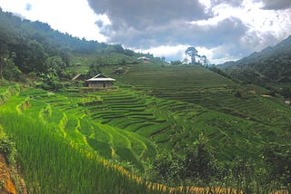 Rice and Water