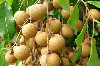 Growing Longan Organically: Your Guide to Non-GMO Seeds for Outdoor Success!