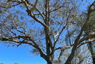 The Old Oak Tree — A Story of Resilience