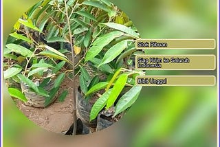 Harga Bibit Durian Cane Indramayu