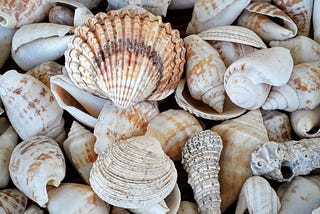 White and brown seashells on a brown wooden surface