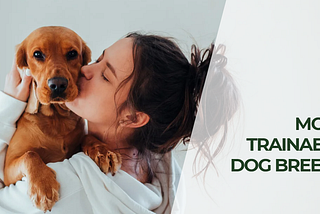 Most Trainable Dog Breeds for New Pet Owners