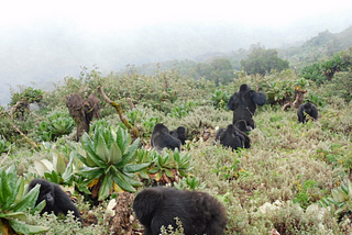 Protecting mountain gorillas