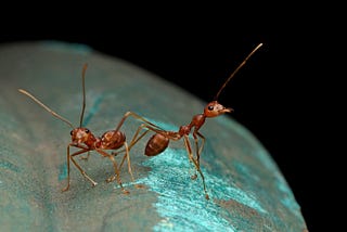 Ants Show Incredible Ability to Detect Cancer with Sense of Smell