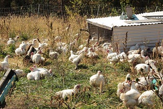 Were We the Jane Goodalls of Chickens?
