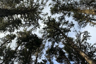 the secrets of trees