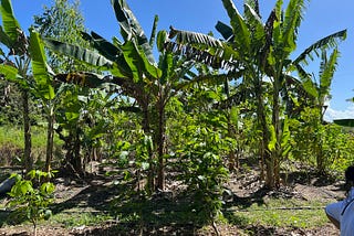 Exploring the Benefits of Carbify’s Agroforestry System