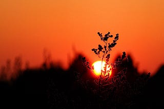 Sun going down behind a single grassy flowering plant that is in focus, orange sky and background slightly blurry.
