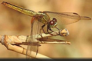 Rare biological phenomenon in dragonflies sighted at Kole wetlands