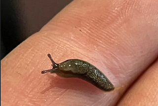 Avenger of The Slugs