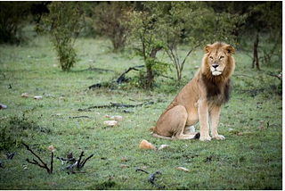 Invasive Ants Disrupt Lions’ Hunting Behavior In Kenya