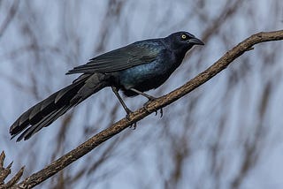 The Graphic Grackle: What’s In a Name?