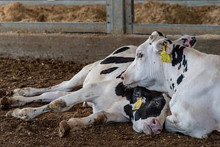Two cows in a pen—one is lying on its side and the other is resting its head on it comfortingly.