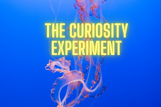 The Curiosity Experiment: Finding purpose through experimentation, one octopus at a time.