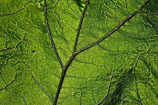 LA CHLOROPHYLLE, à découvrir