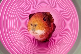 What Do Guinea Pigs Like To Play With?