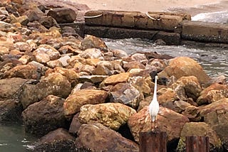 A white egret standing on the rocks near the shore, with a small sandy beach behind.