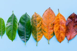 Progression of leaves from green to red