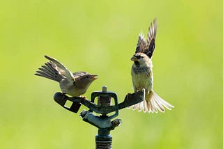 Bird Reviews of your Lawn Sprinkler