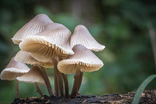 Microdosing, Menopause, and Me.