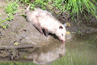 To Be More Like a Possum