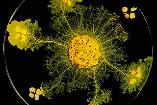 Finding the Shortest Path in Javascript: Breadth First Search